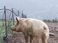 064 San Nicolo Gerrei